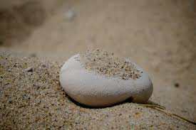 a grane of sand